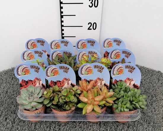 Immagine di SUCCULENTE MIX V.8,5 CM INDIAN