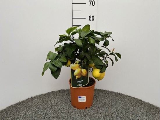 Immagine di LIMONE V.18 CM ALBERELLO - CITRUS LIMON