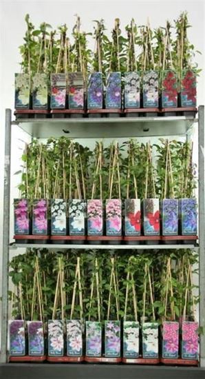 Immagine di CLEMATIS MIX V.12 CM