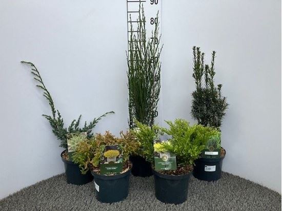 Immagine di CONIFERE MIX V.19 CM