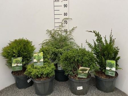 Immagine di CONIFERE MIX V.23 CM