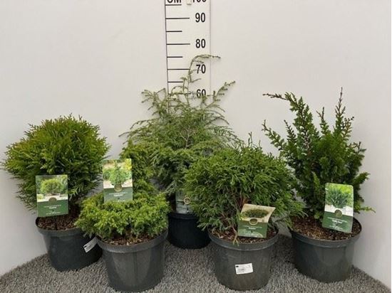 Immagine di CONIFERE MIX V.23 CM