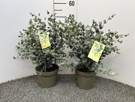 Immagine di EUCALIPTO GUNNII V.17 CM