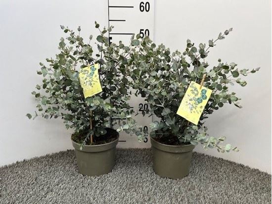 Immagine di EUCALIPTO GUNNII V.17 CM