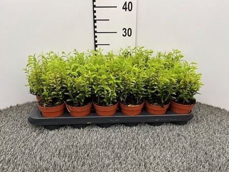 Immagine di EUONYMUS MIX V.9 CM