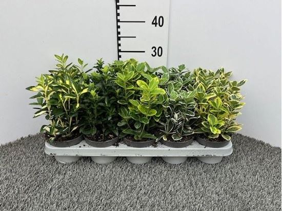 Immagine di EUONYMUS MIX V.11 CM