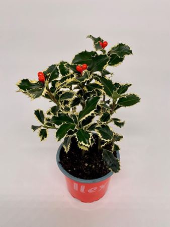 Immagine di ILEX V.12 CM