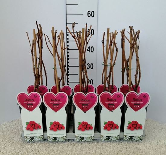 Immagine di LAMPONE TARDIVO PROFUMATO V.12X12 CM