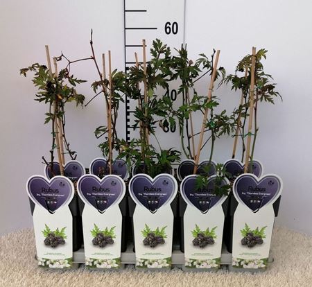 Immagine di MORA SENZA SPINE V.12X12 CM