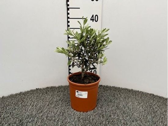Immagine di OLIVO V.15 CM OLEA EUROPEA