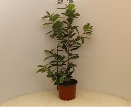 Immagine di PRUNUS LAUROCERASUS V.18 CM