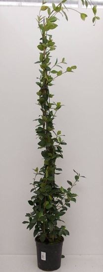 Immagine di RHYNCOSPERMUM V.18 H.150 CM