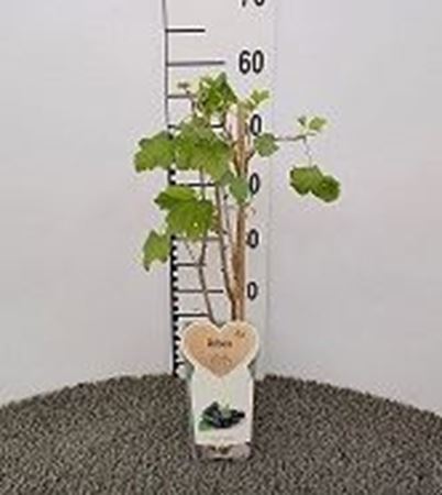 Immagine di RIBES NERO V.12X12 CM