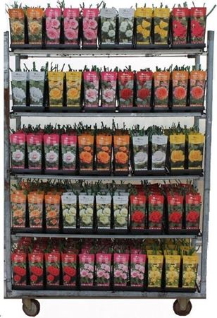 Immagine di ROSA V.2 LTR