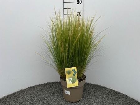Immagine di STIPA TENUISSIMA V.21 CM