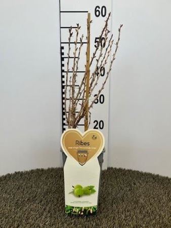 Immagine di UVA SPINA BIANCA V.12X12 CM