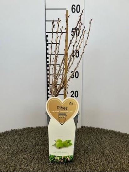 Immagine di UVA SPINA BIANCA V.12X12 CM