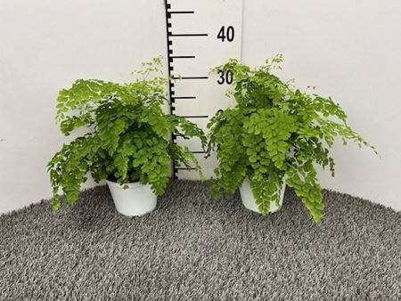 Immagine di ADIANTUM FRAGRANS V.14 CM