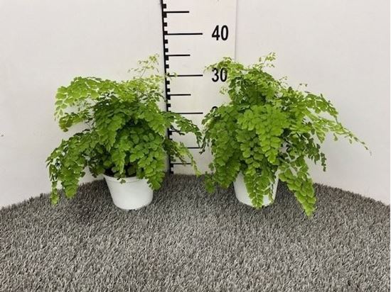 Immagine di ADIANTUM FRAGRANS V.14 CM