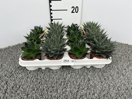 Immagine di ALOE MIX V.8,5 CM