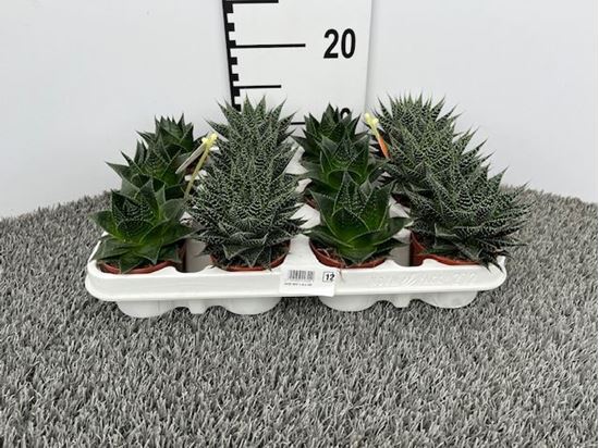 Immagine di ALOE MIX V.8,5 CM