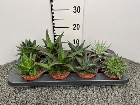 Immagine di ALOE MIX V.10 CM