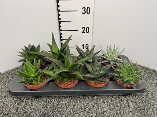 Immagine di ALOE MIX V.10 CM