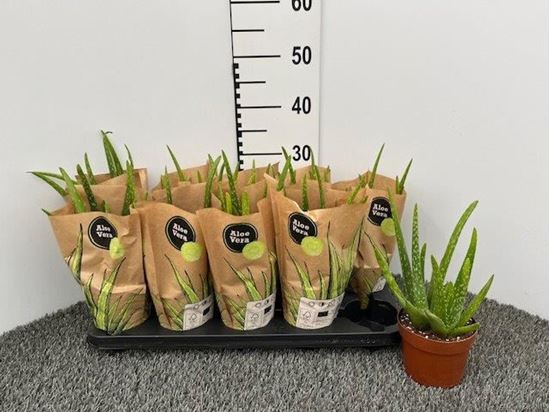 Immagine di ALOE VERA V.12 CM