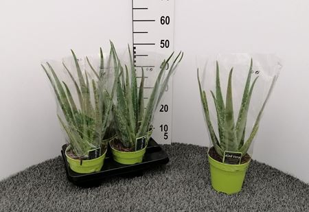 Immagine di ALOE VERA V.15 CM