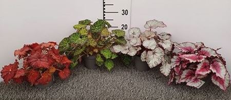 Immagine di BEGONIA REX V.12 CM