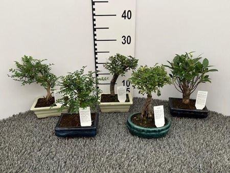 Immagine di BONSAI MIX V.15 CM