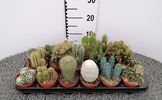 Immagine di CACTUS MIX V.8 CM