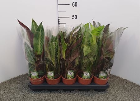 Immagine di CALATHEA MIX V.13 CM