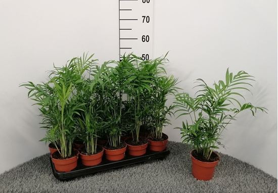 Immagine di CHAMAEDOREA ELEGANS V.12 CM