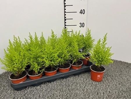 Immagine di CUPRESSUS GOLD. WILMA V.9 CM