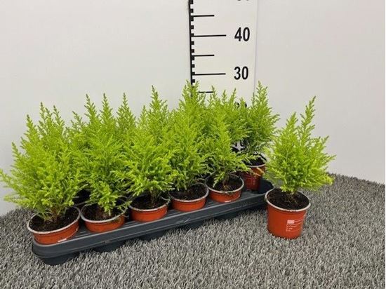 Immagine di CUPRESSUS GOLD. WILMA V.9 CM