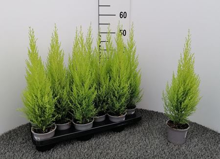 Immagine di CUPRESSUS GOLD. WILMA V.10,5 CM