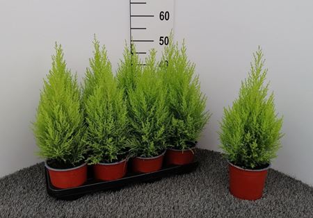 Immagine di CUPRESSUS GOLD. WILMA V.14 CM