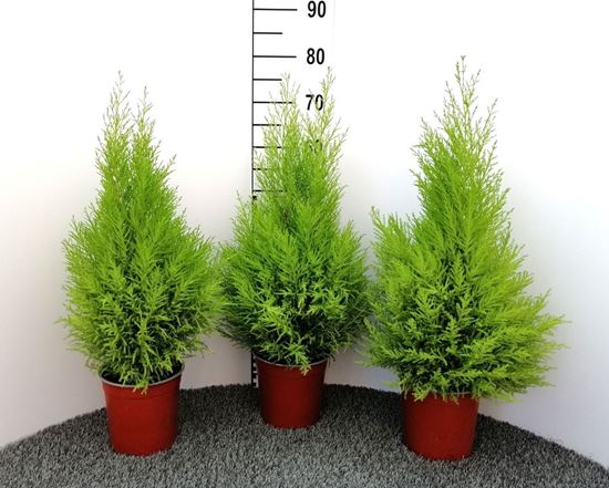 Immagine di CUPRESSUS GOLD. WILMA V.17 H.65 CM