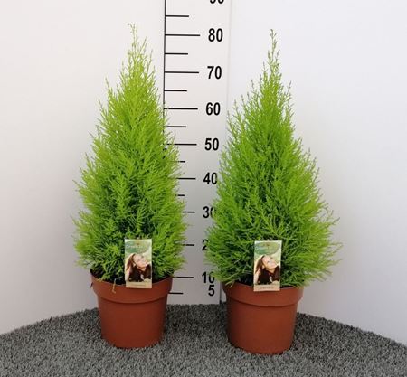 Immagine di CUPRESSUS GOLD. WILMA V.21 H. 80 CM