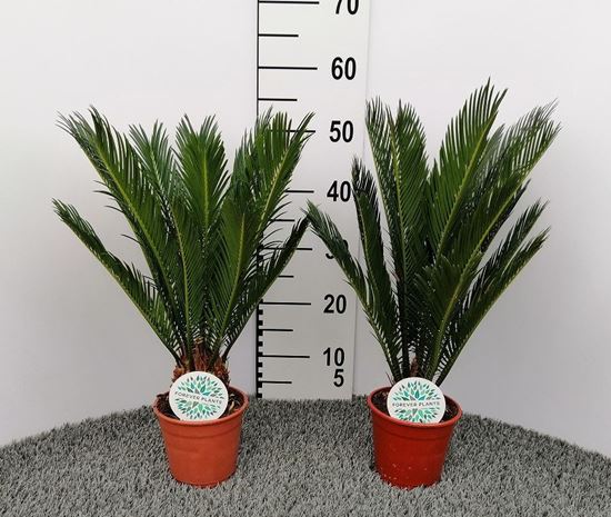 Immagine di CYCAS REVOLUTA V.14 CM