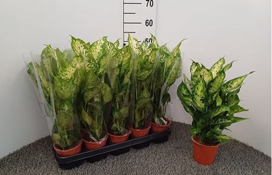 Immagine di DIEFFENBACHIA MIX V.12 CM