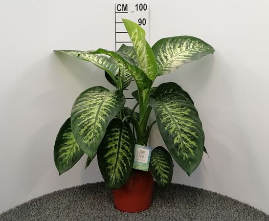 Immagine di DIEFFENBACHIA TROPIC SNOW V.24 CM