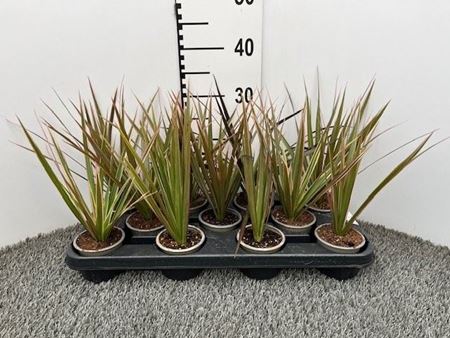 Immagine di DRACEANA MARGINATA V.8 CM