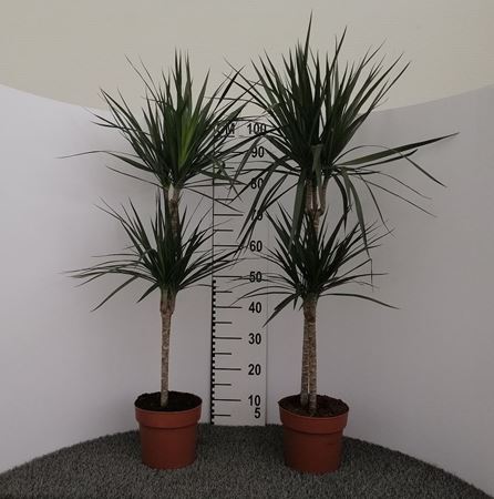 Immagine di DRACEANA MARGINATA V.19 CM 45-15