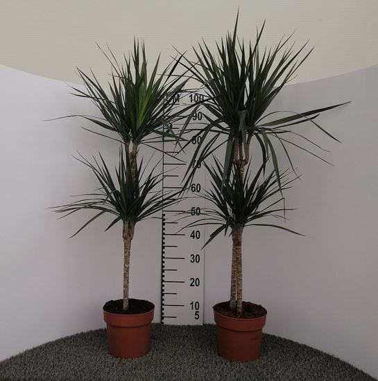 Immagine di DRACEANA MARGINATA V.19 CM 45-15