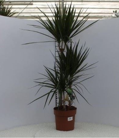 Immagine di DRACEANA MARGINATA V.21 H.120 CM 60-30-15