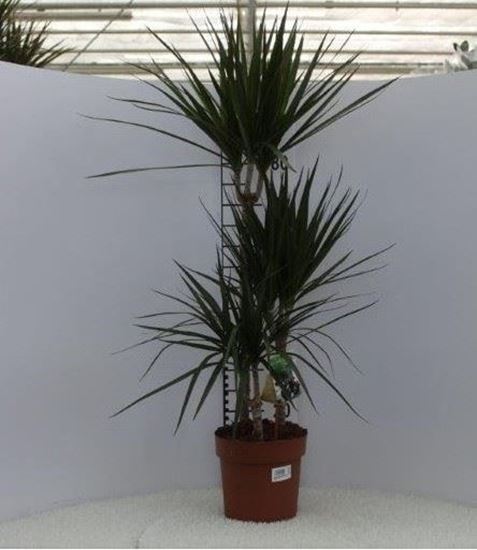 Immagine di DRACEANA MARGINATA V.21 H.120 CM 60-30-15