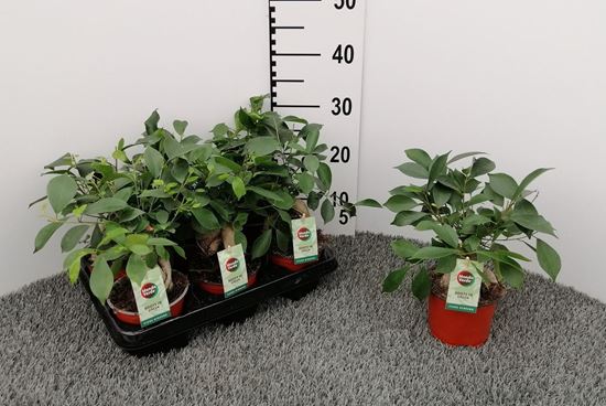 Immagine di FICUS GINSENG V.12 CM