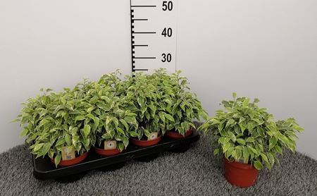 Immagine di FICUS KINKY V.12 CM